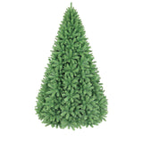 PREORDER - 10ft Monterey Pine